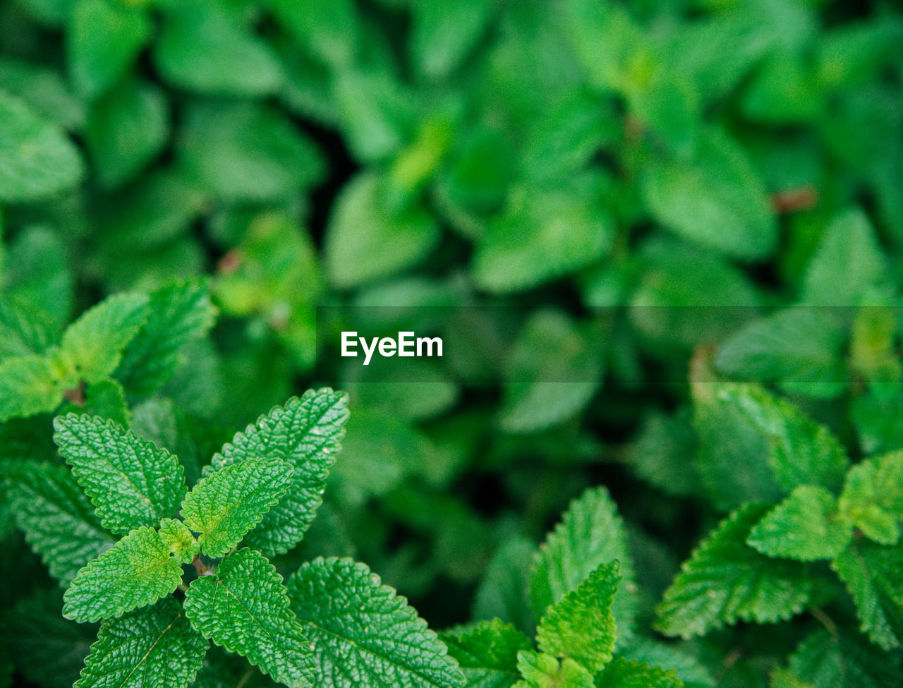 Green leaves of melissa. lemon balm in the garden. rural nature. organic agriculture. 