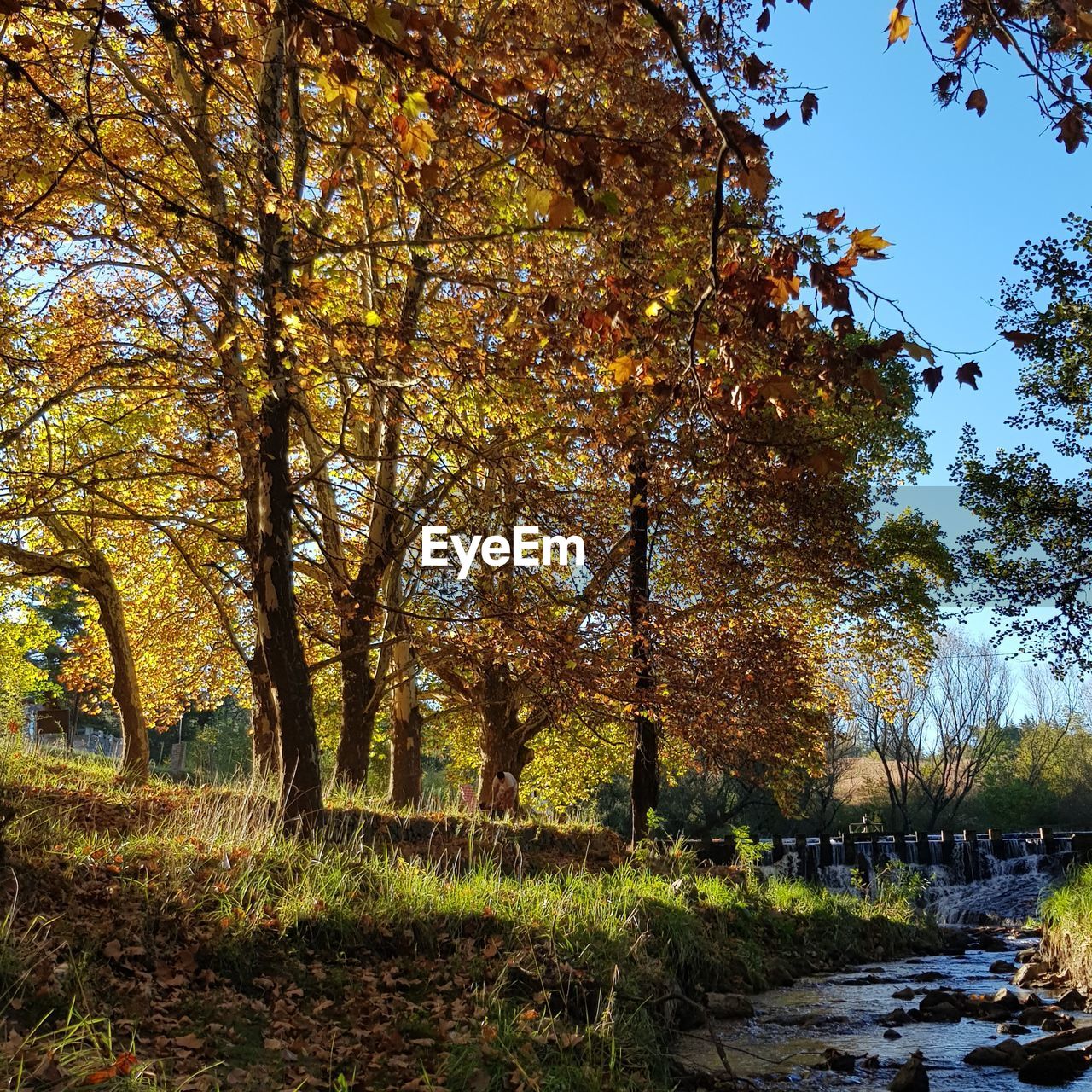 TREES BY PLANTS IN PARK DURING AUTUMN