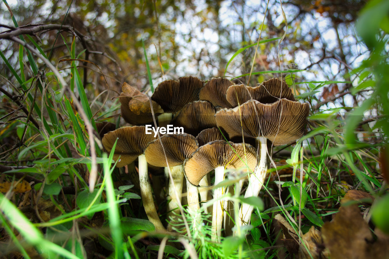 CLOSE-UP OF MUSHROOM GROWING ON FIELD