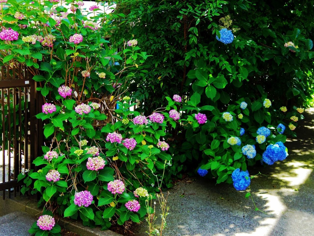 CLOSE-UP OF PURPLE FLOWERS BLOOMING OUTDOORS