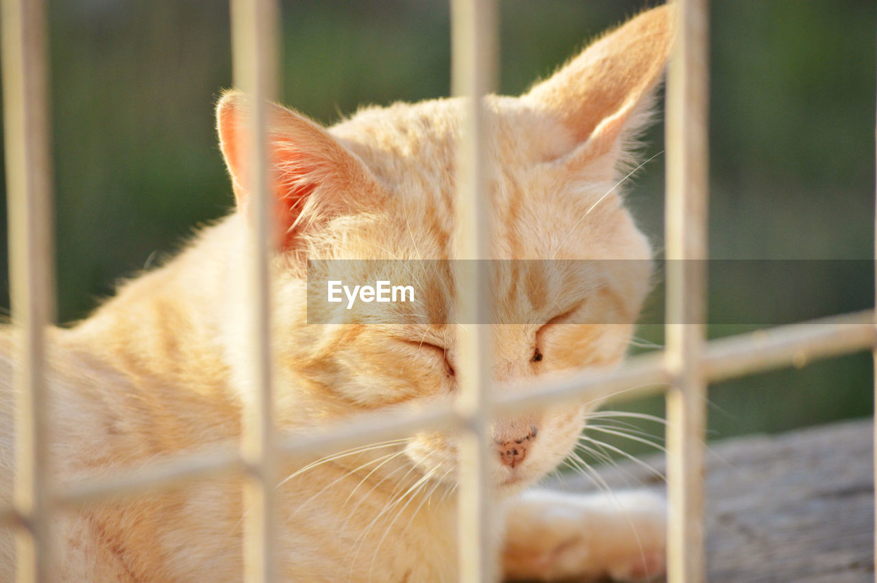 Ginger cat resting behind fence