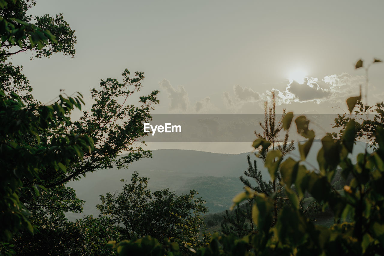 SCENIC VIEW OF TREES AGAINST SKY DURING SUNRISE