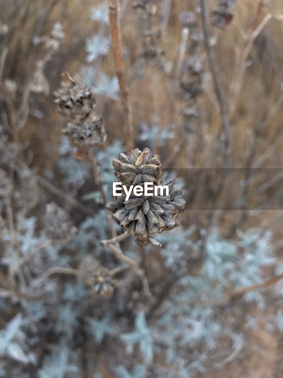 Close-up of dried plant