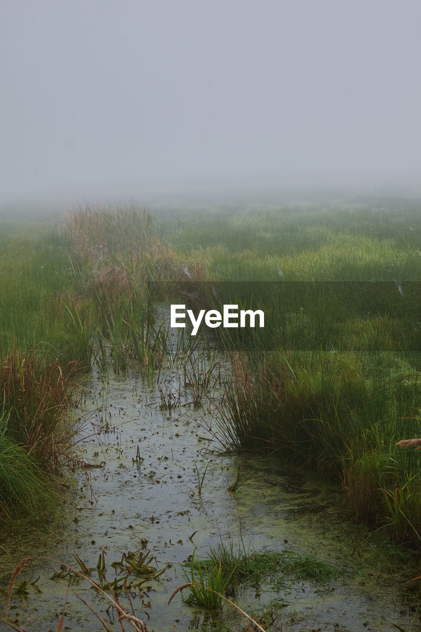 natural environment, plant, grass, wetland, environment, water, marsh, nature, fog, landscape, beauty in nature, no people, sky, land, tranquility, scenics - nature, mist, rural area, morning, growth, green, bog, tranquil scene, outdoors, non-urban scene, day, swamp, tree, wet, wilderness, field