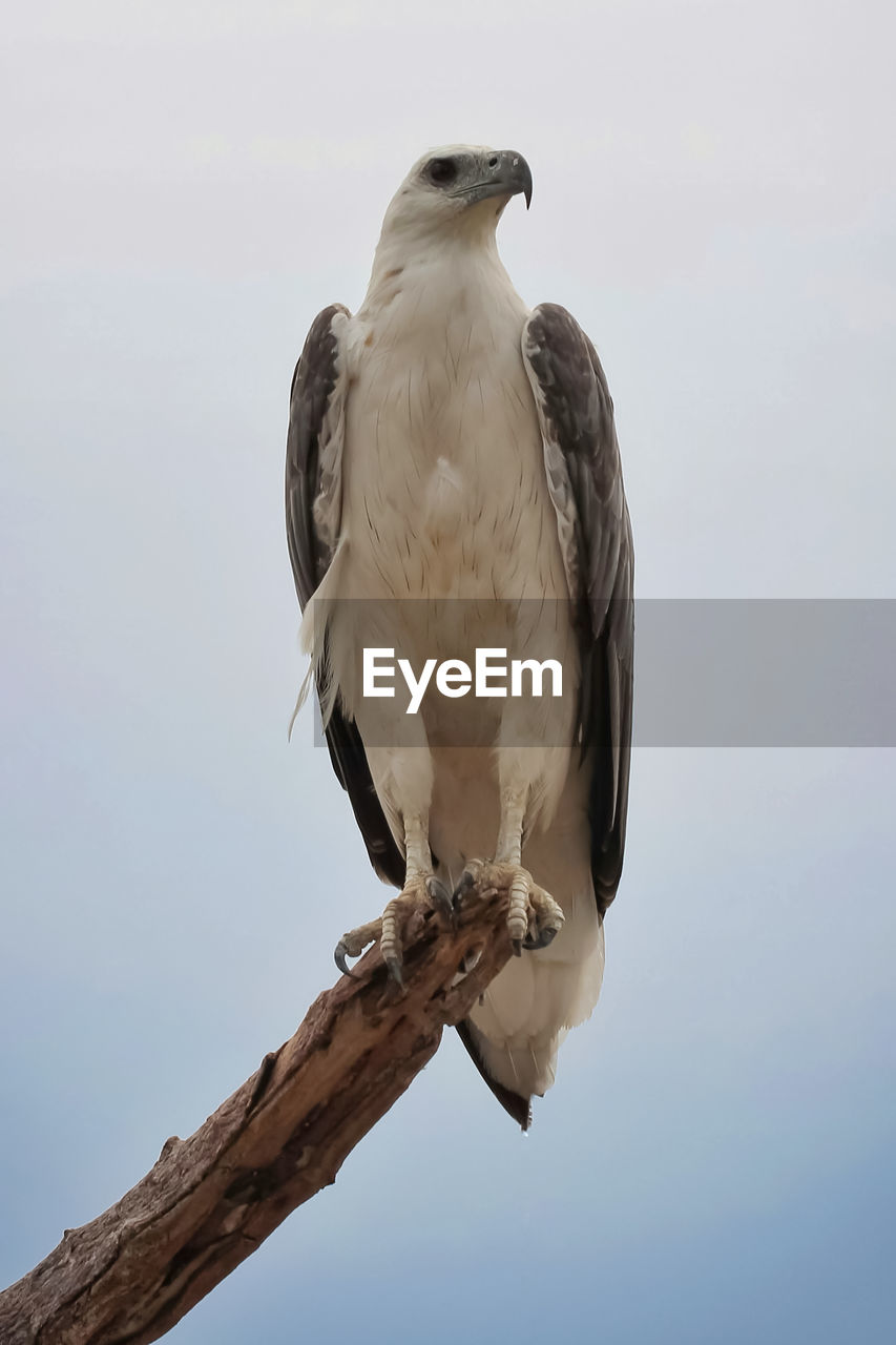 Wild sea eagle from moluccas island