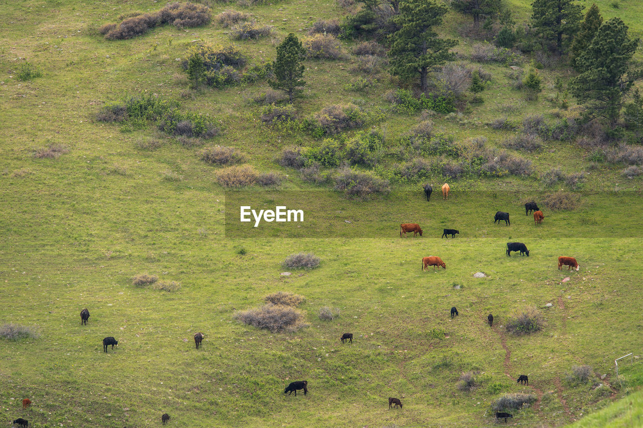 HIGH ANGLE VIEW OF FLOCK OF SHEEP