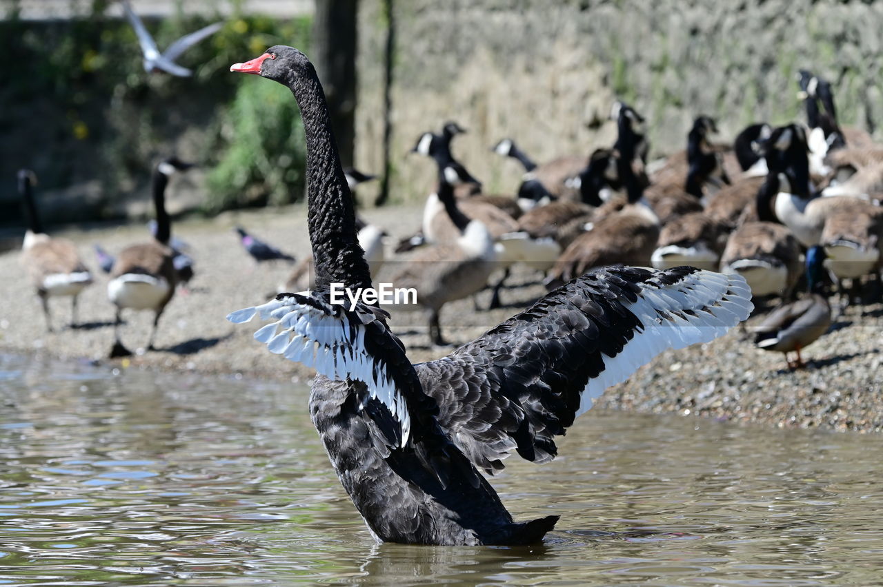 animal, animal themes, bird, wildlife, animal wildlife, group of animals, water, flying, water bird, large group of animals, spread wings, nature, no people, goose, flock of birds, lake, ducks, geese and swans, duck, day, outdoors, focus on foreground