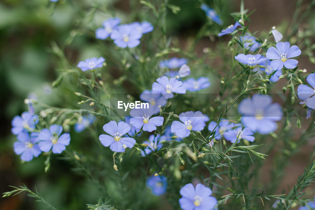 Blue flax flowers in the garden in summer close-up, selective focus