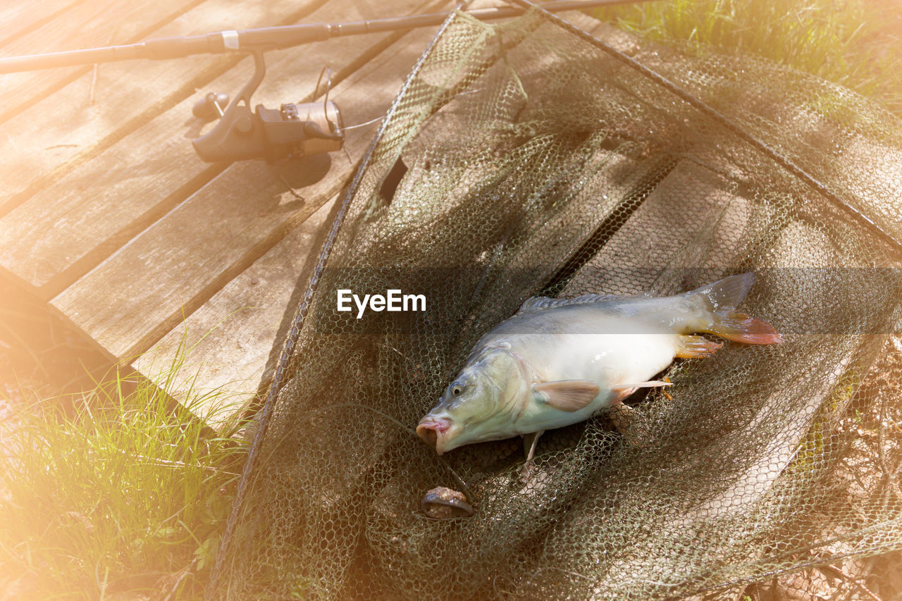 CLOSE-UP OF FISH IN WATER