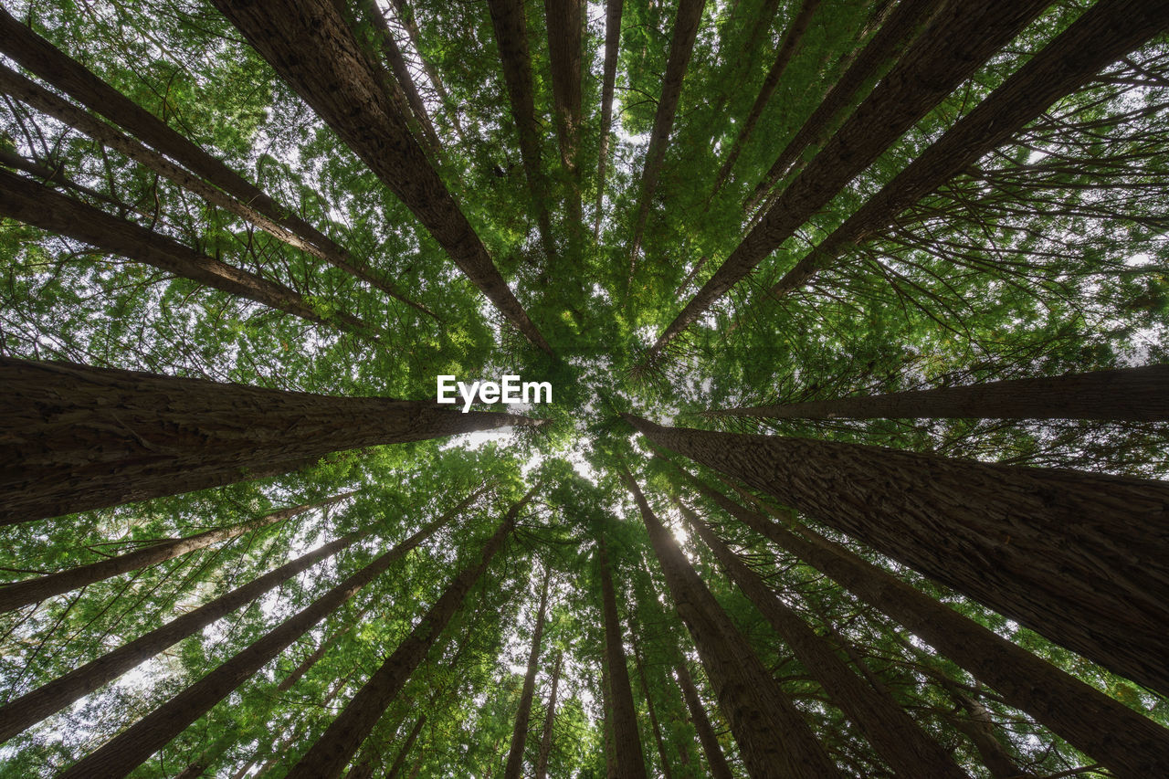 Low angle view of trees in forest against sky