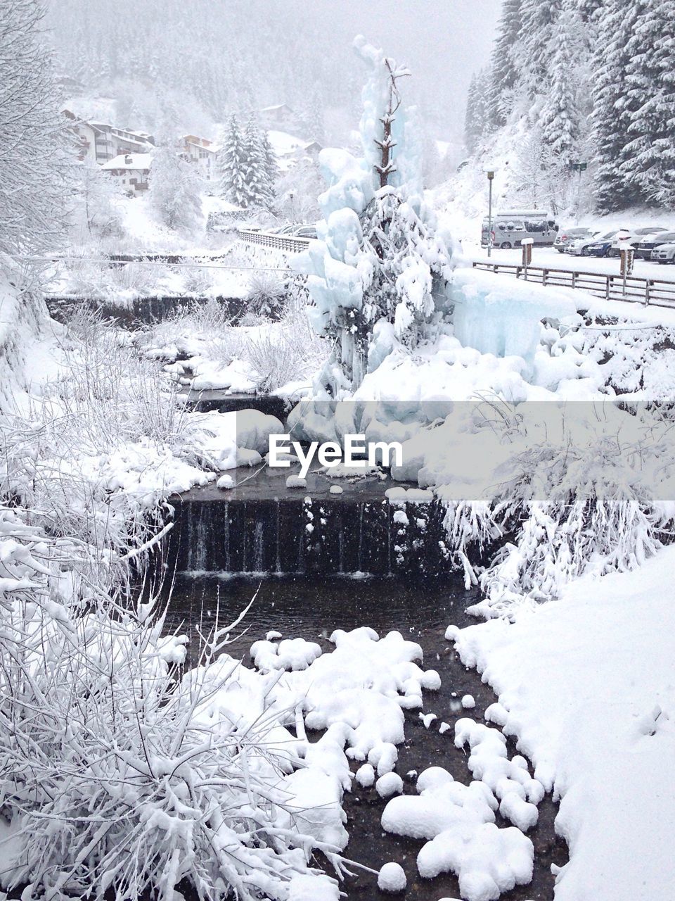 Frozen trees during winter