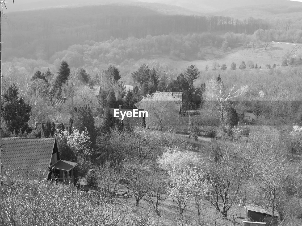 VIEW OF TREES ON LANDSCAPE