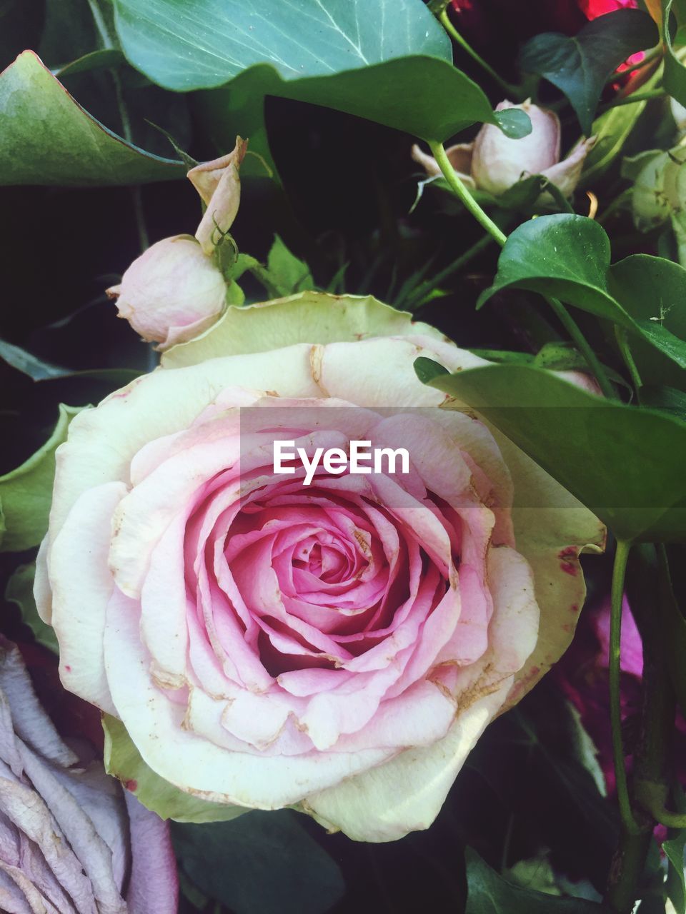 CLOSE-UP OF ROSES BLOOMING OUTDOORS