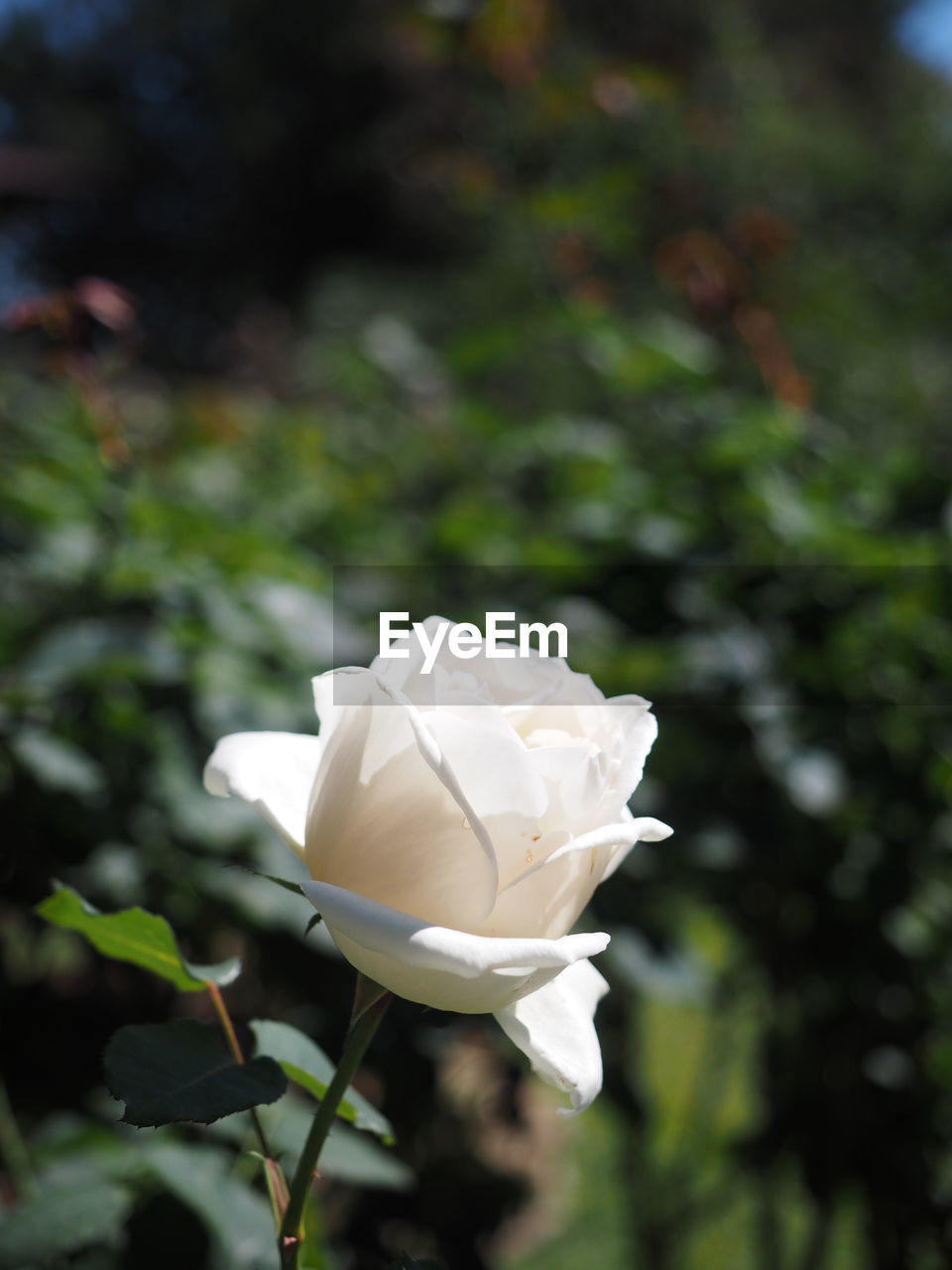 CLOSE-UP OF WHITE ROSE ON PLANT