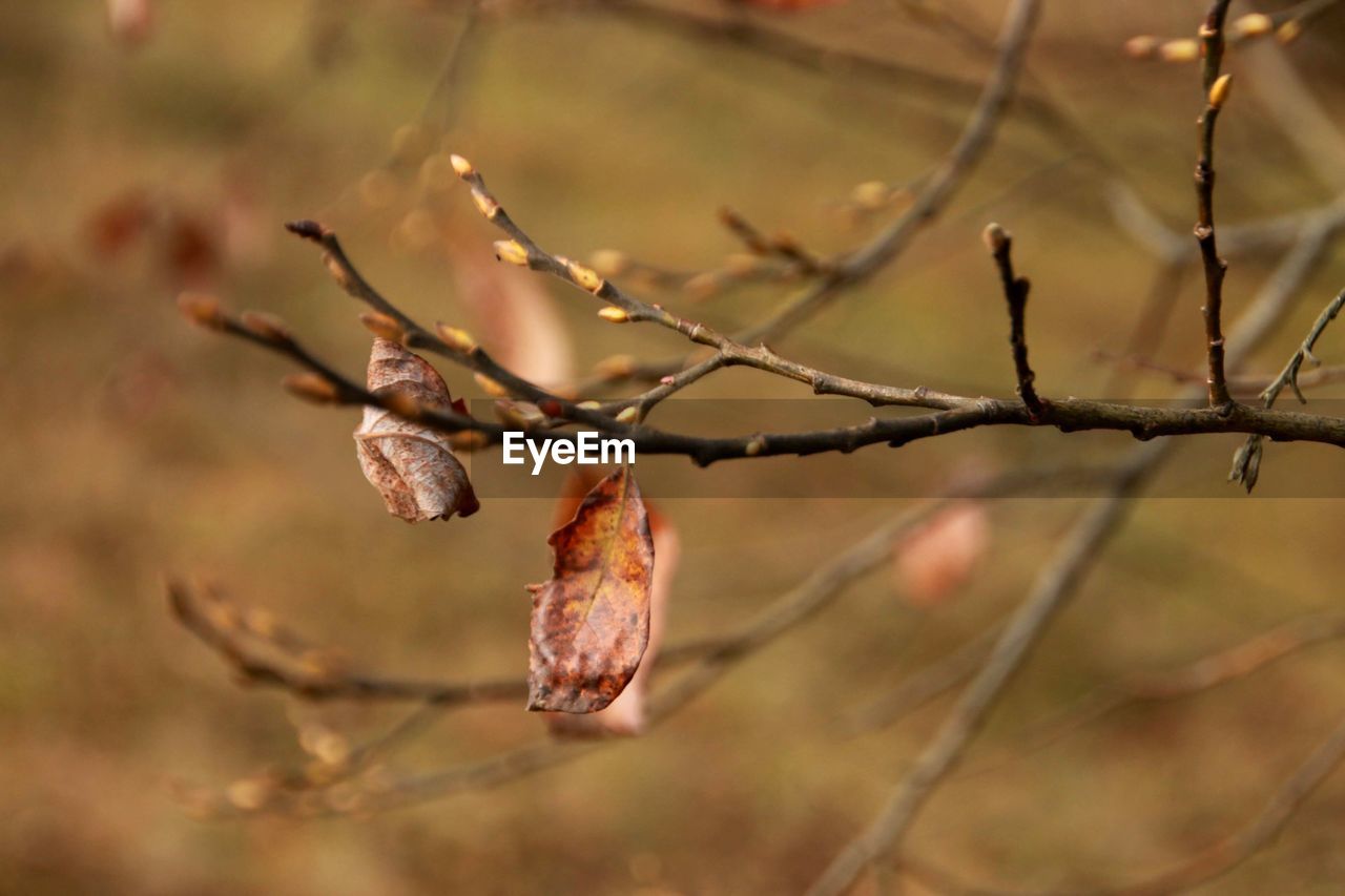 CLOSE-UP OF FRUIT ON TREE