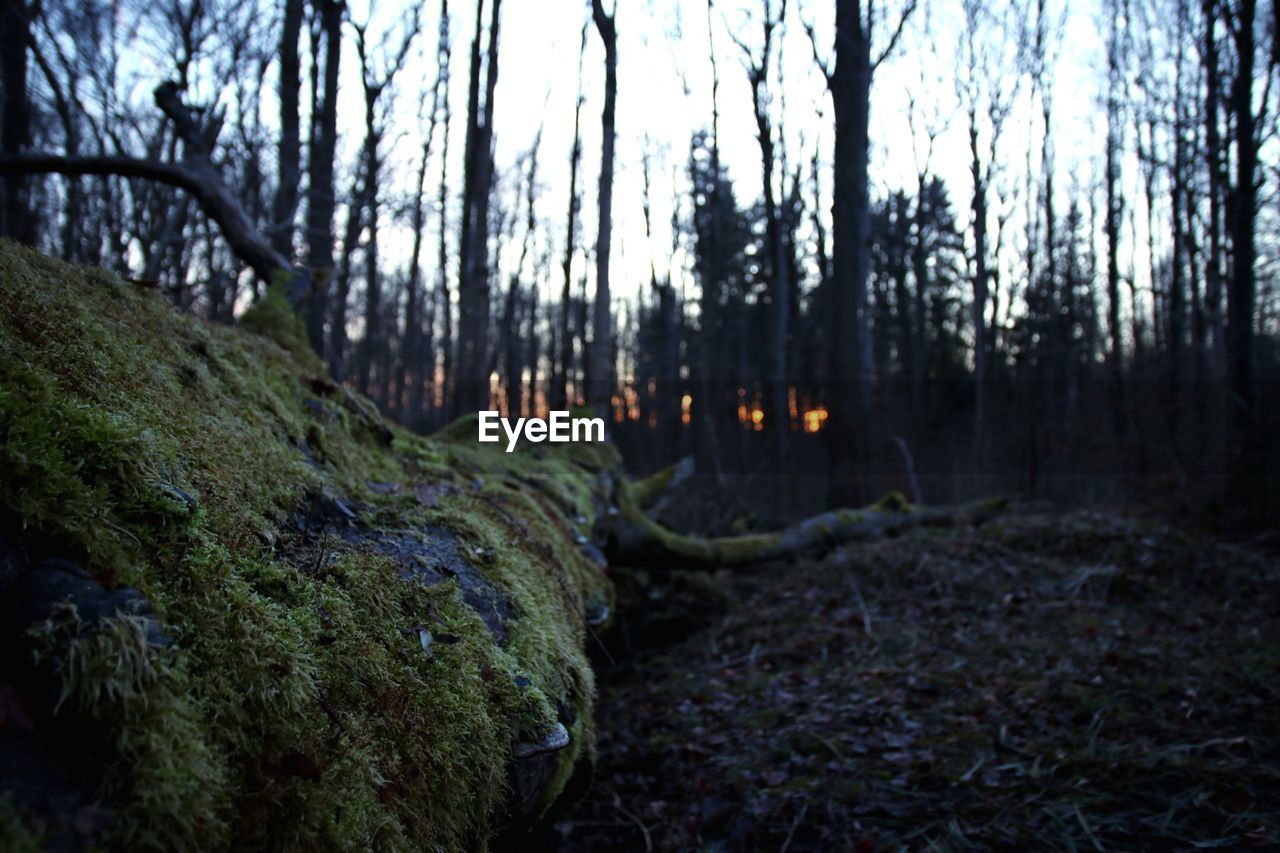 CLOSE-UP OF MOSS GROWING ON TREE TRUNK IN FOREST