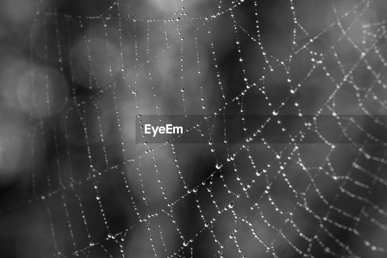 CLOSE-UP OF WATER DROPS ON WEB