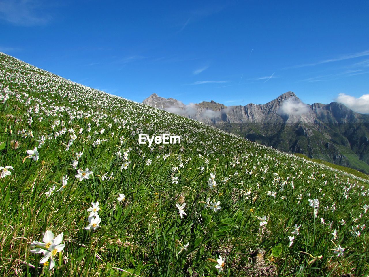 Scenic view of field against blue sky