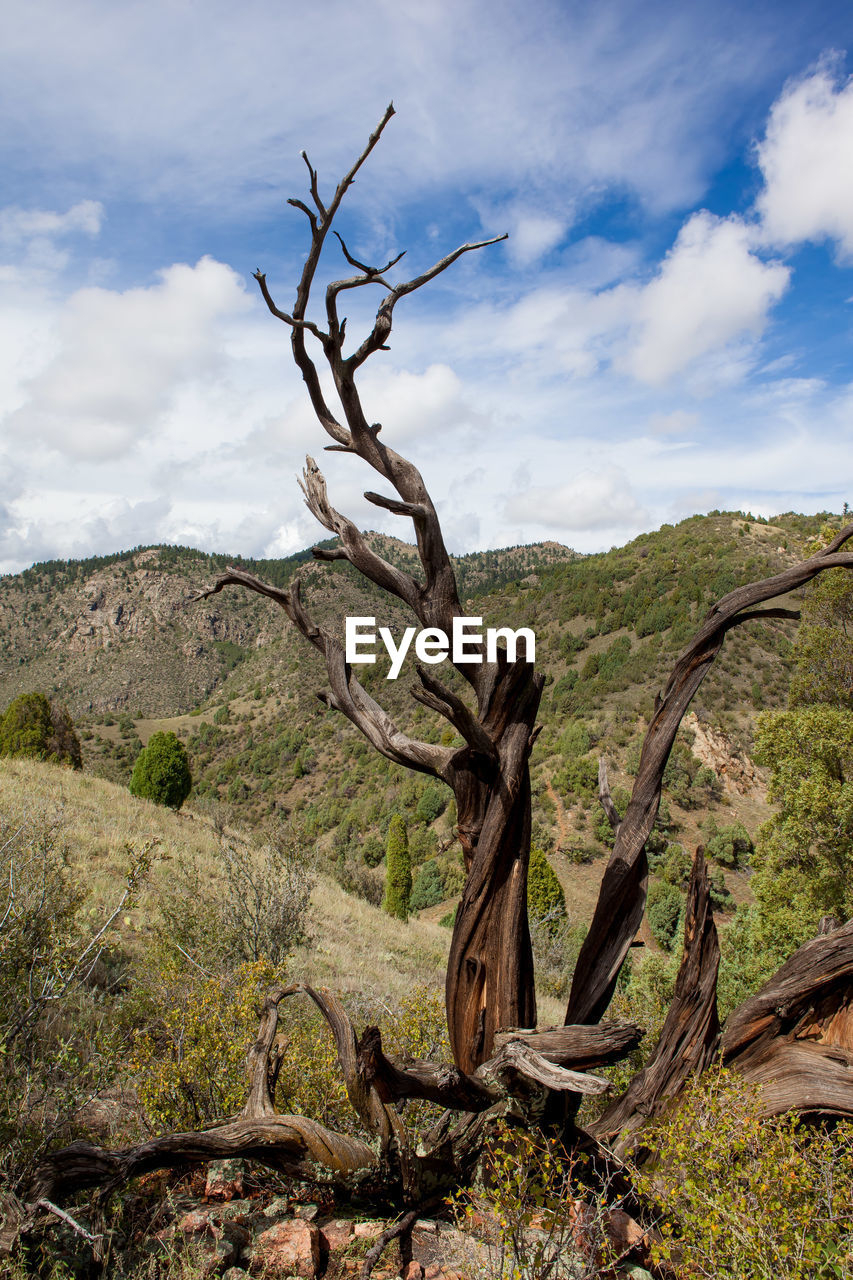 BARE TREE AGAINST MOUNTAIN