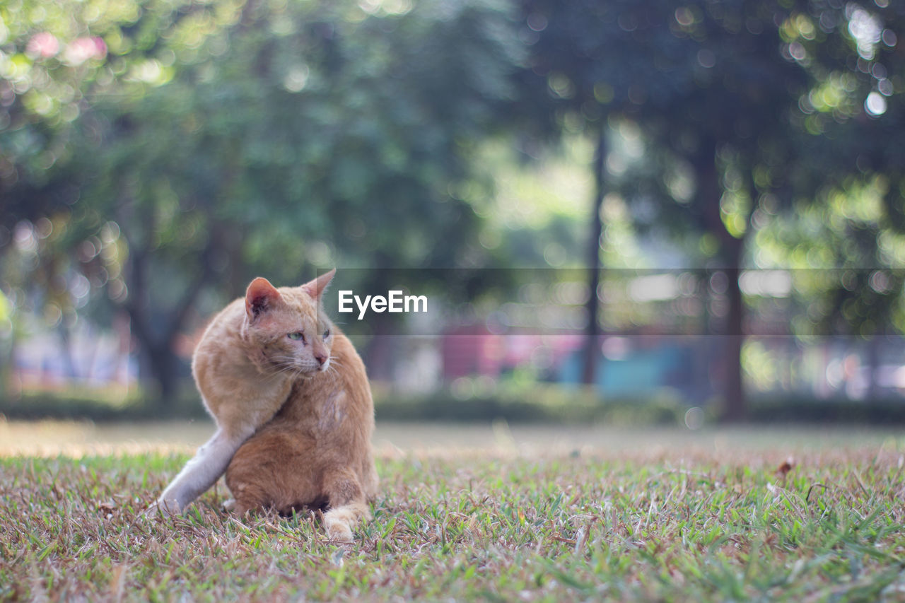 CAT LOOKING AWAY IN FIELD