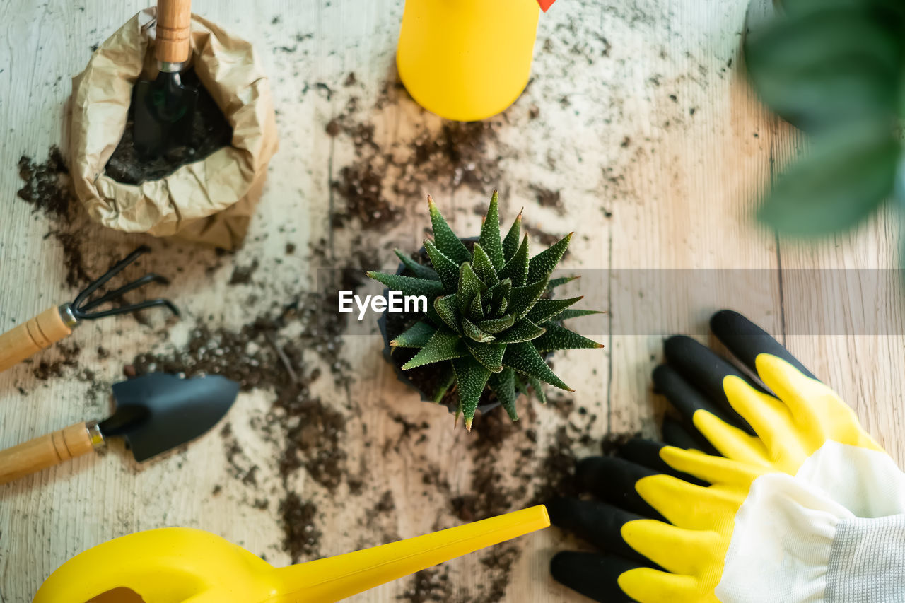 High angle view of plant on table