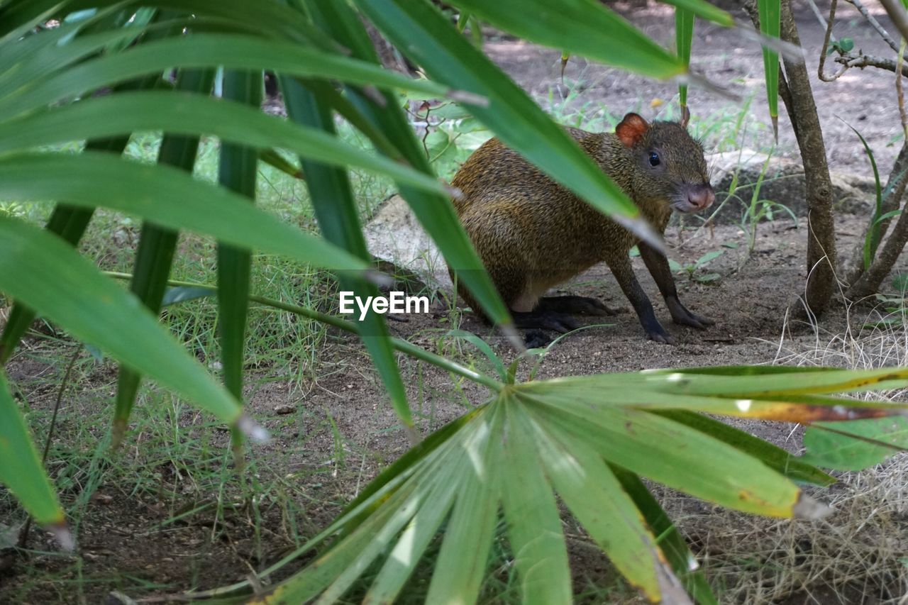 VIEW OF SQUIRREL ON TREE