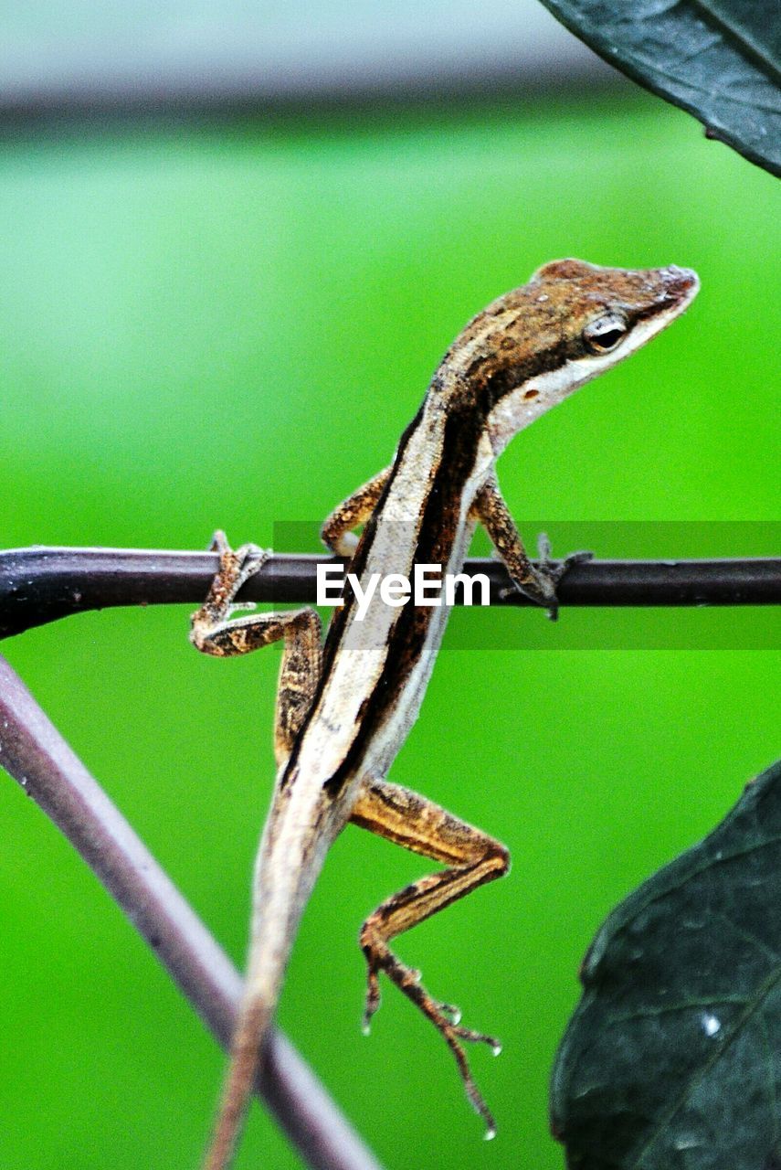 CLOSE-UP OF LIZARD ON GROUND