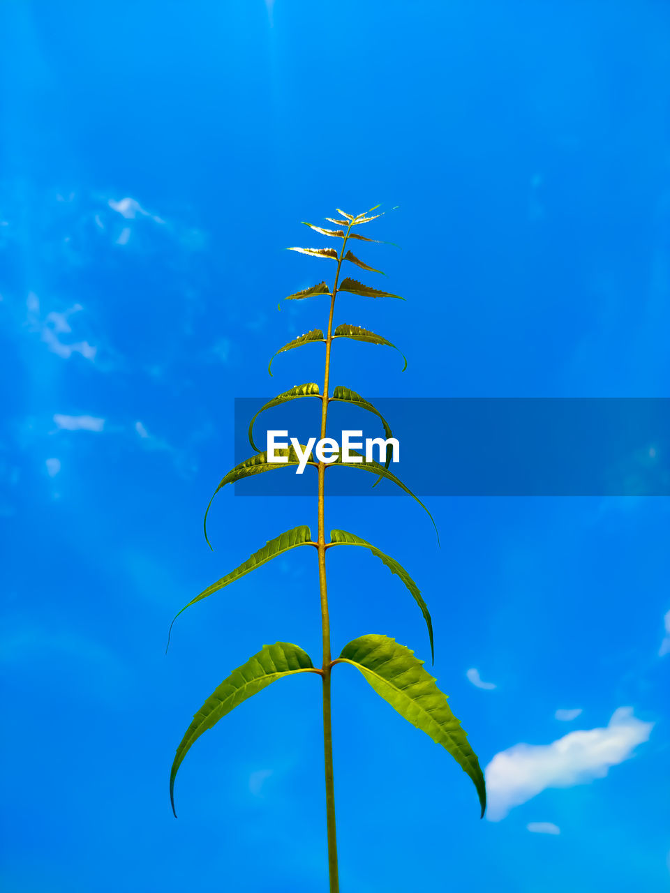 LOW ANGLE VIEW OF A PLANT