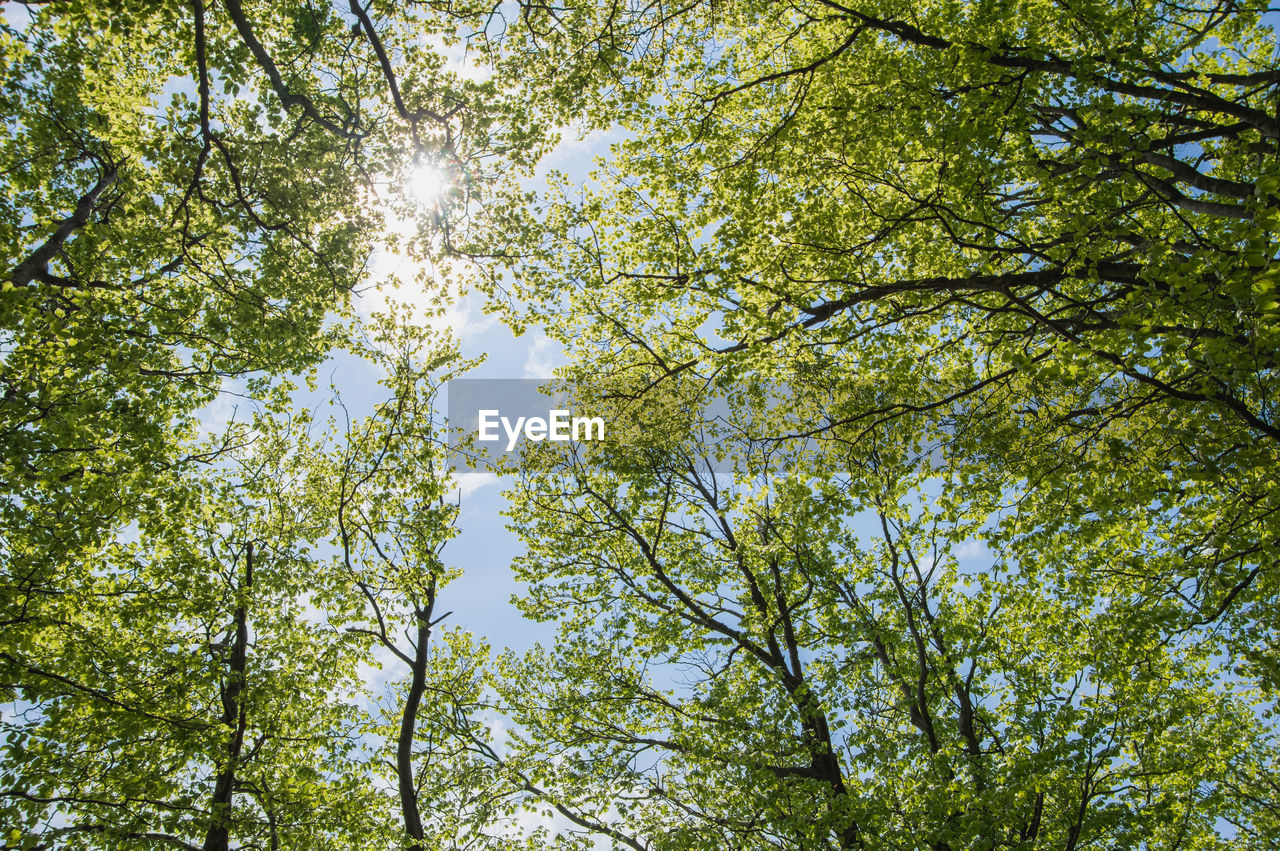 Low angle view of tree canopy against sky