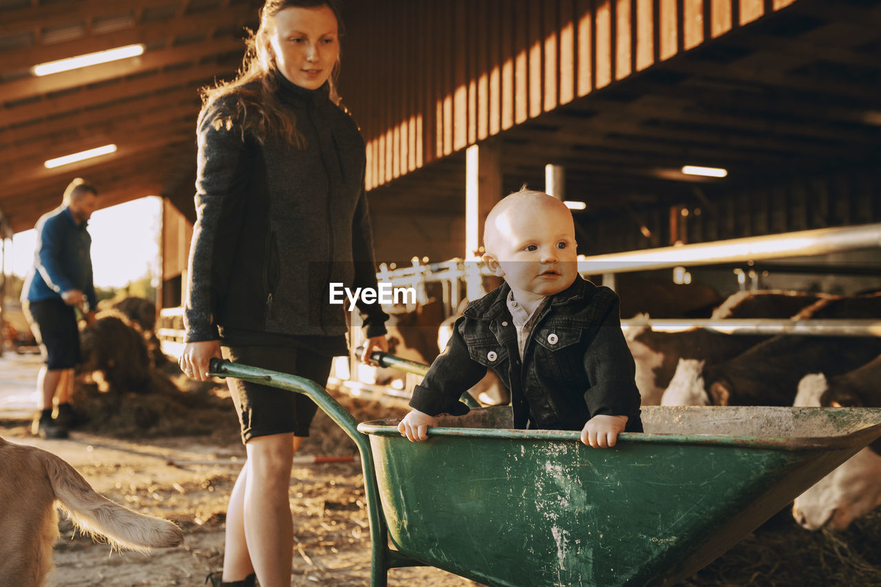 Young woman pushing toddler son in wheelbarrow at stable