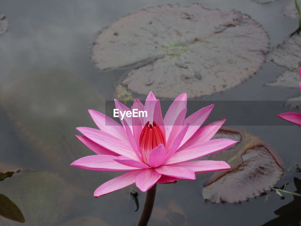 Close-up of pink water lily