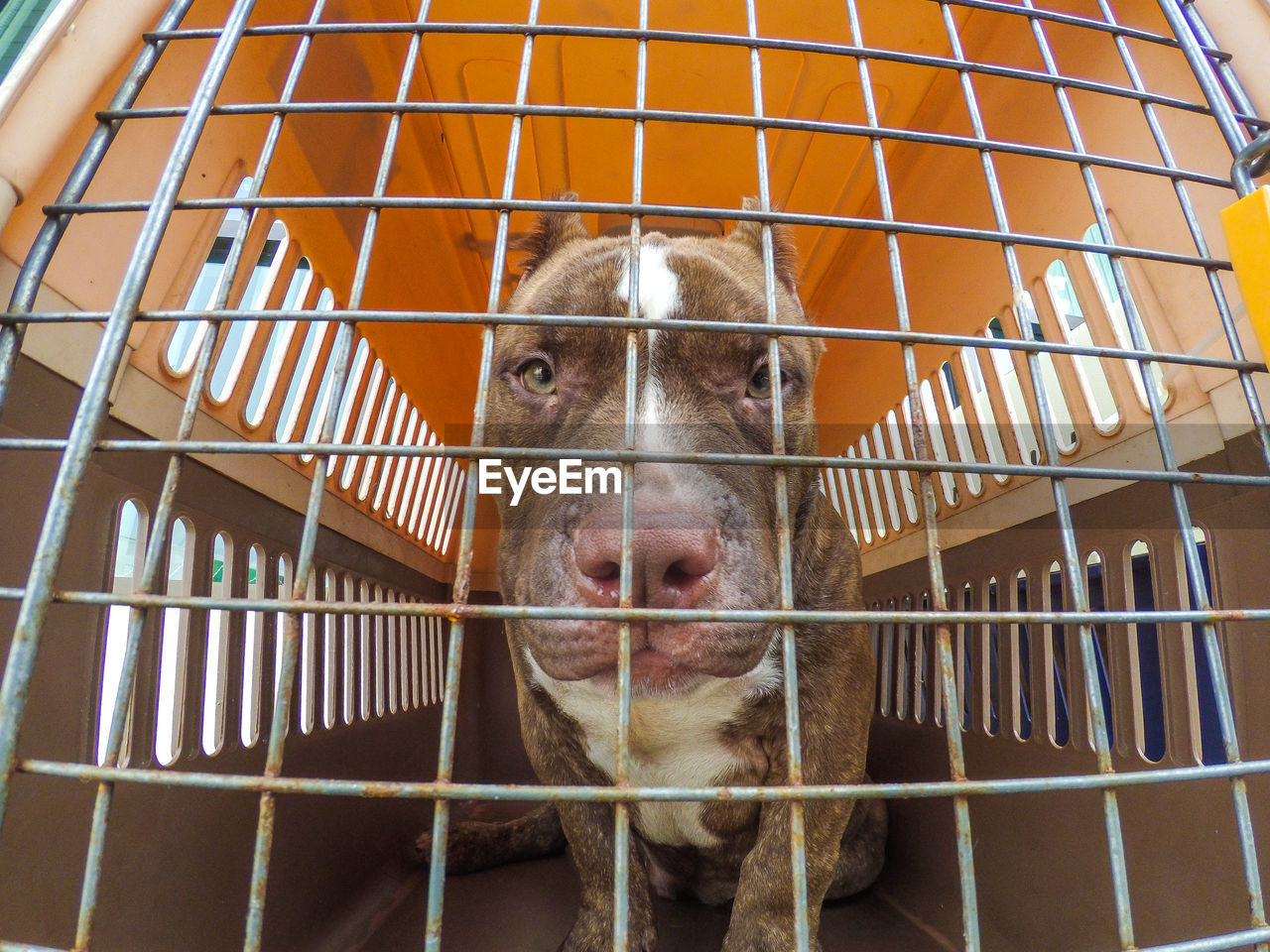 Low angle portrait of dog in cage