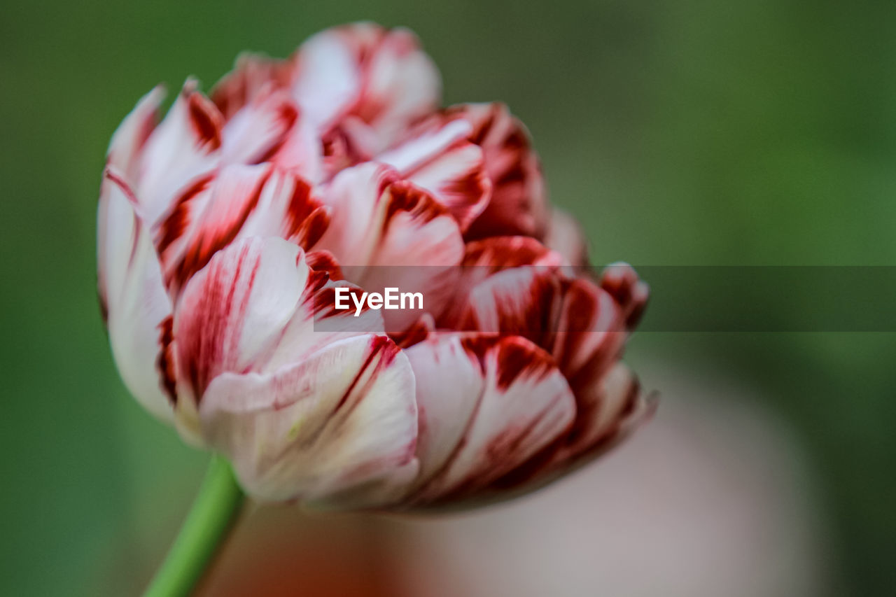 Close-up of red flowering plant against blurred background