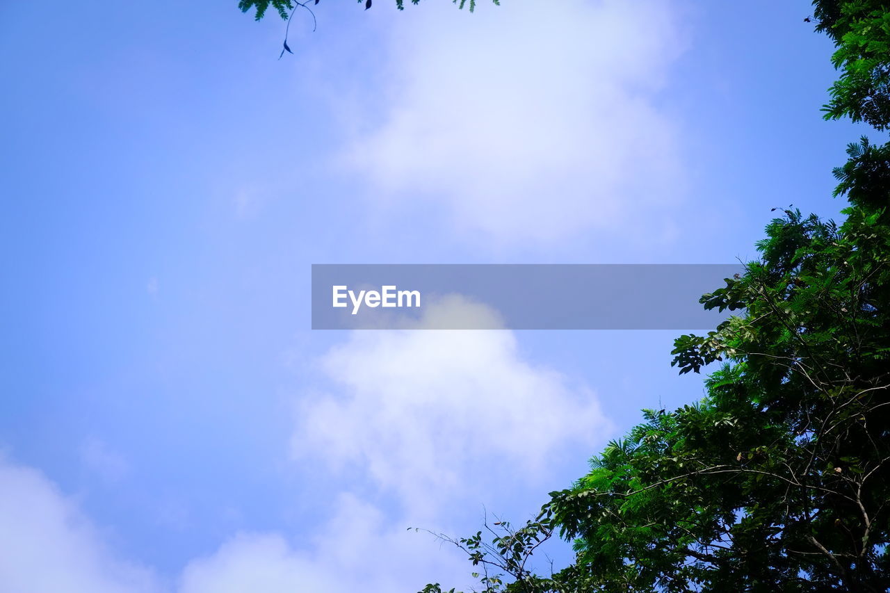 LOW ANGLE VIEW OF TREE AGAINST BLUE SKY