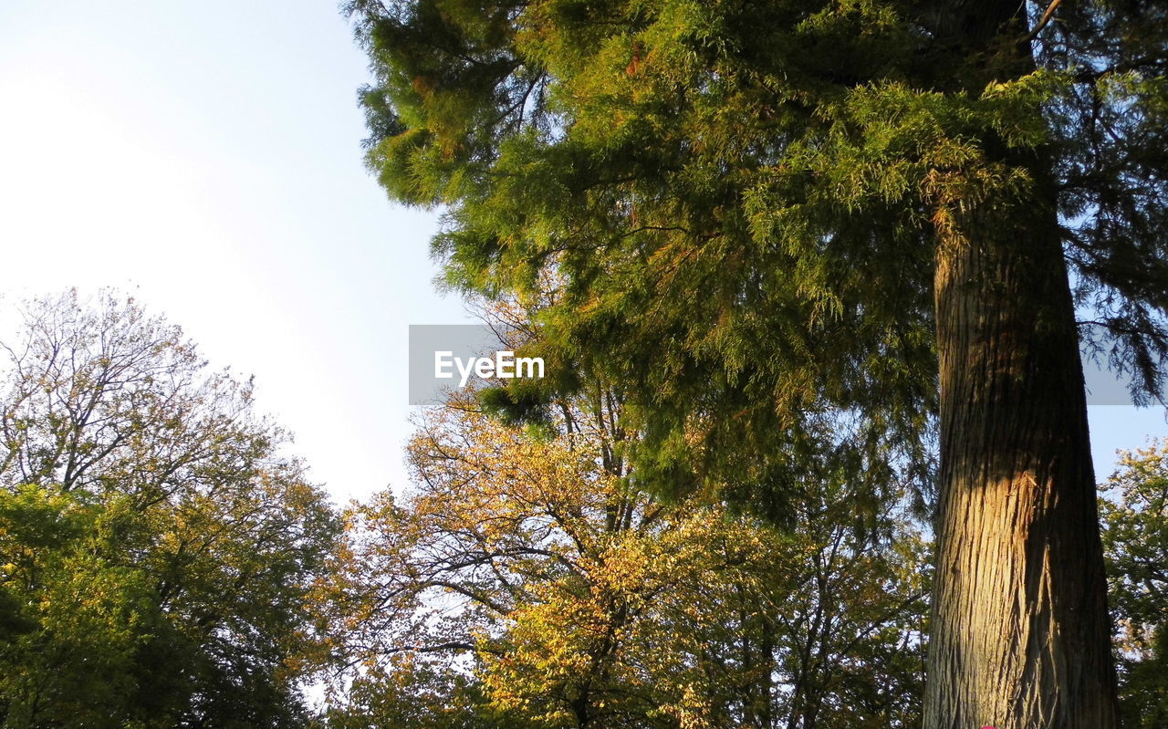 LOW ANGLE VIEW OF TREES IN FOREST