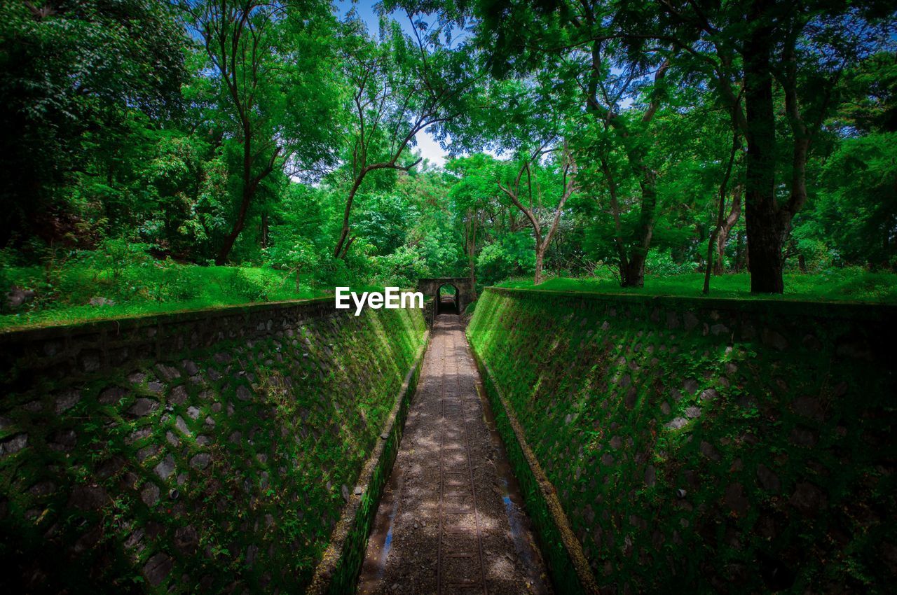 Footpath amidst trees in forest