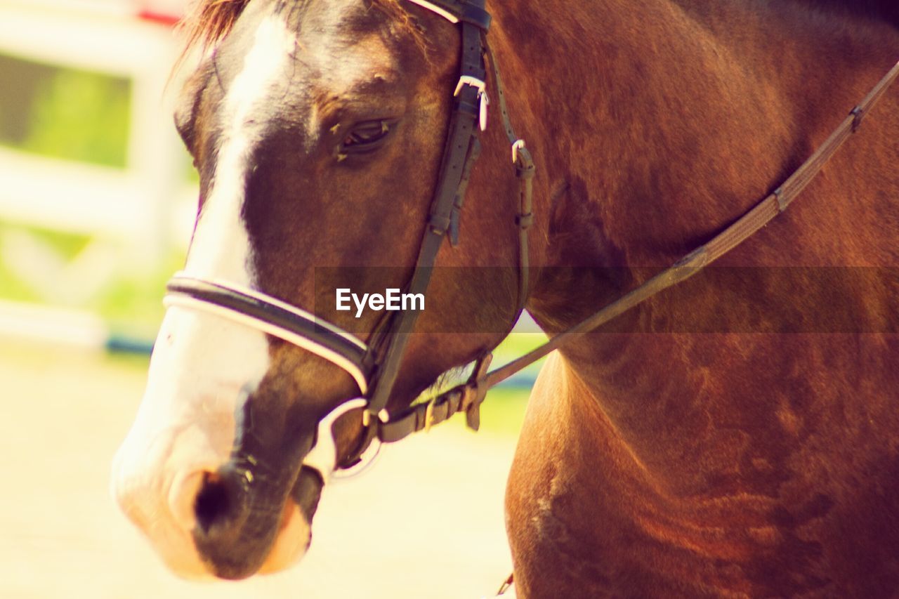 CLOSE-UP OF HORSE IN PEN