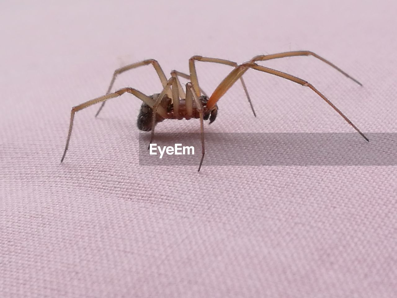 CLOSE-UP OF SPIDER ON WEB