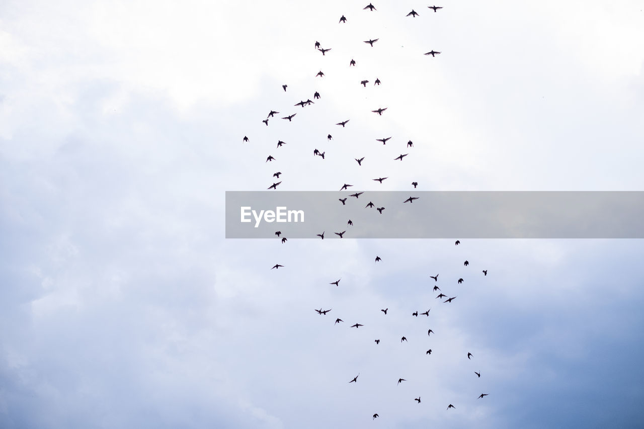 Photo of a flock of birds in the sky