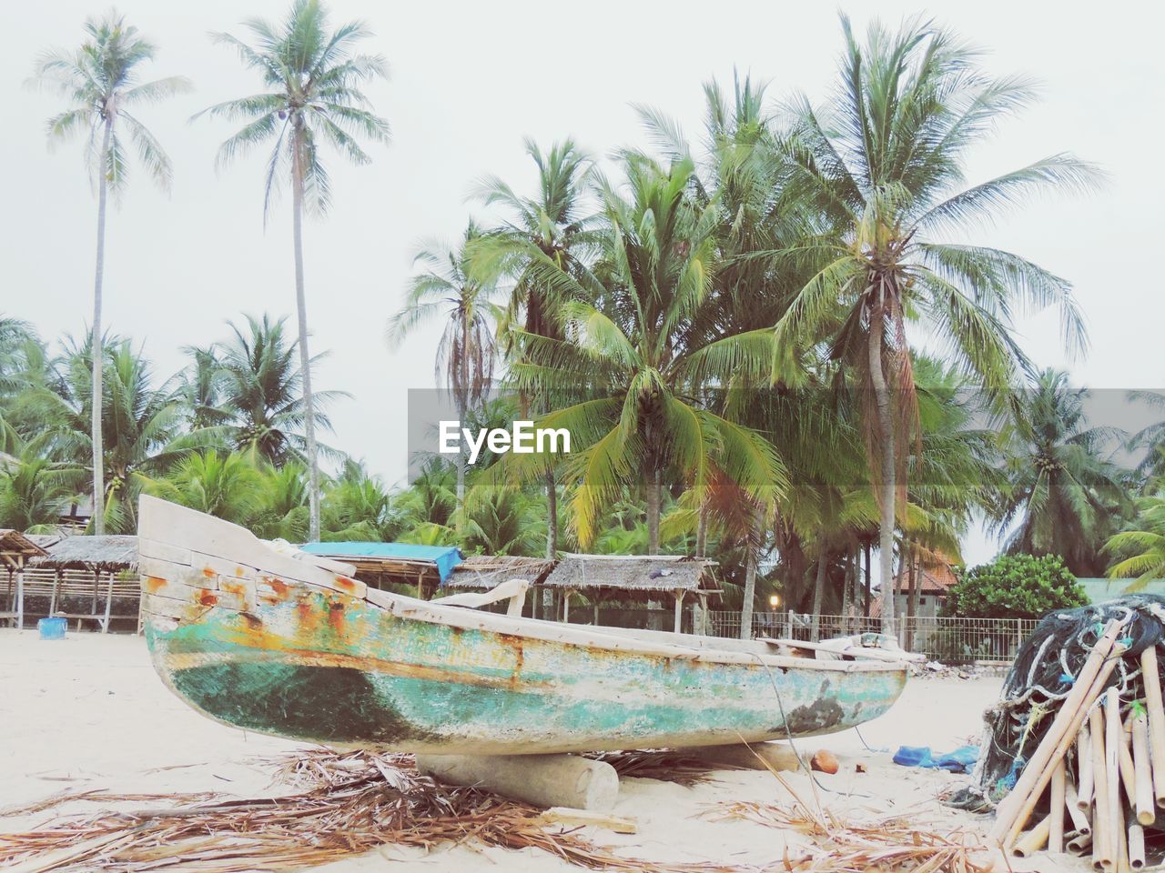 PALM TREES ON SHORE