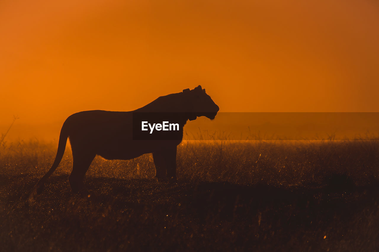 SIDE VIEW OF SILHOUETTE HORSE ON FIELD DURING SUNSET