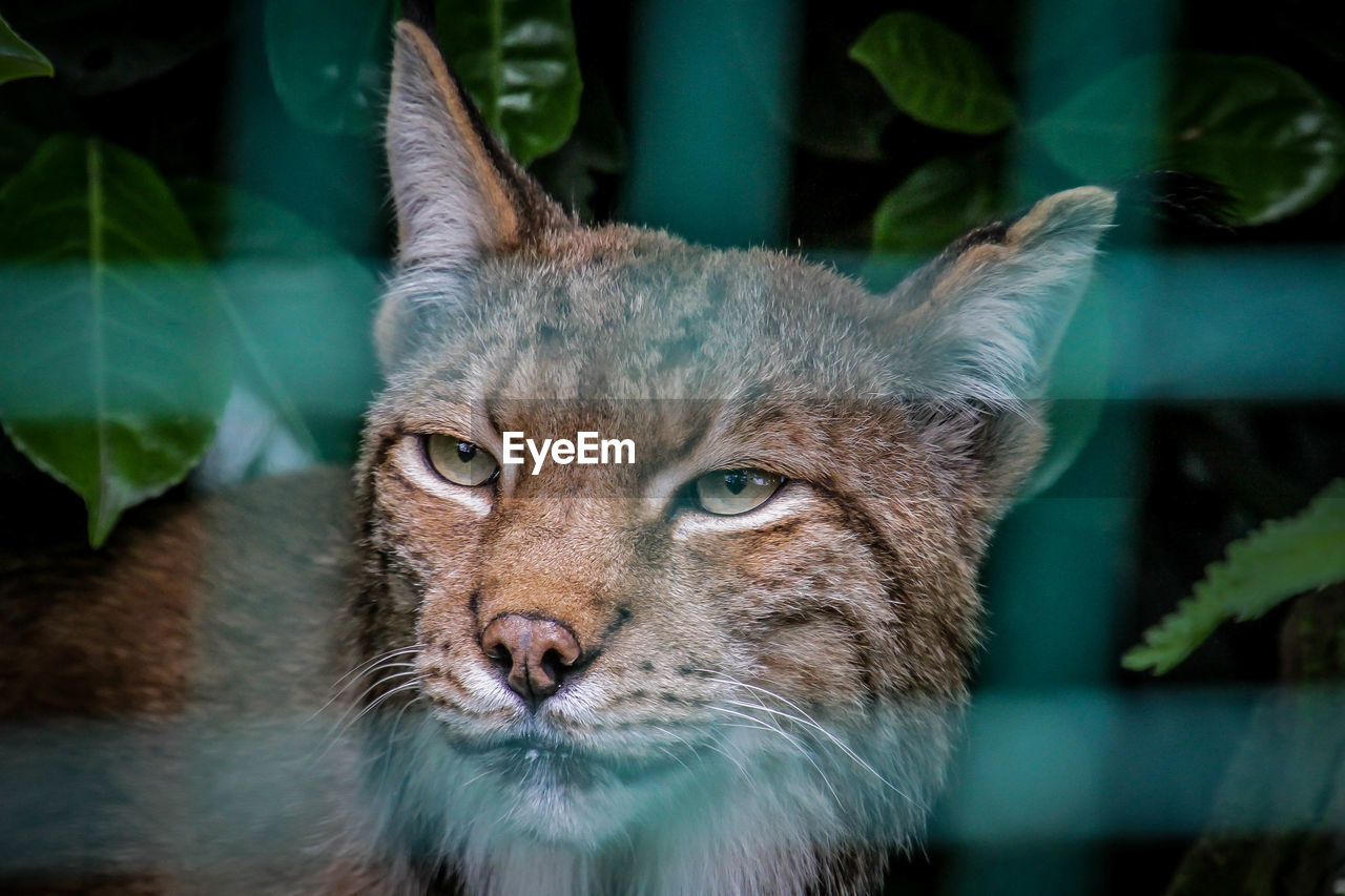 CLOSE-UP PORTRAIT OF CAT