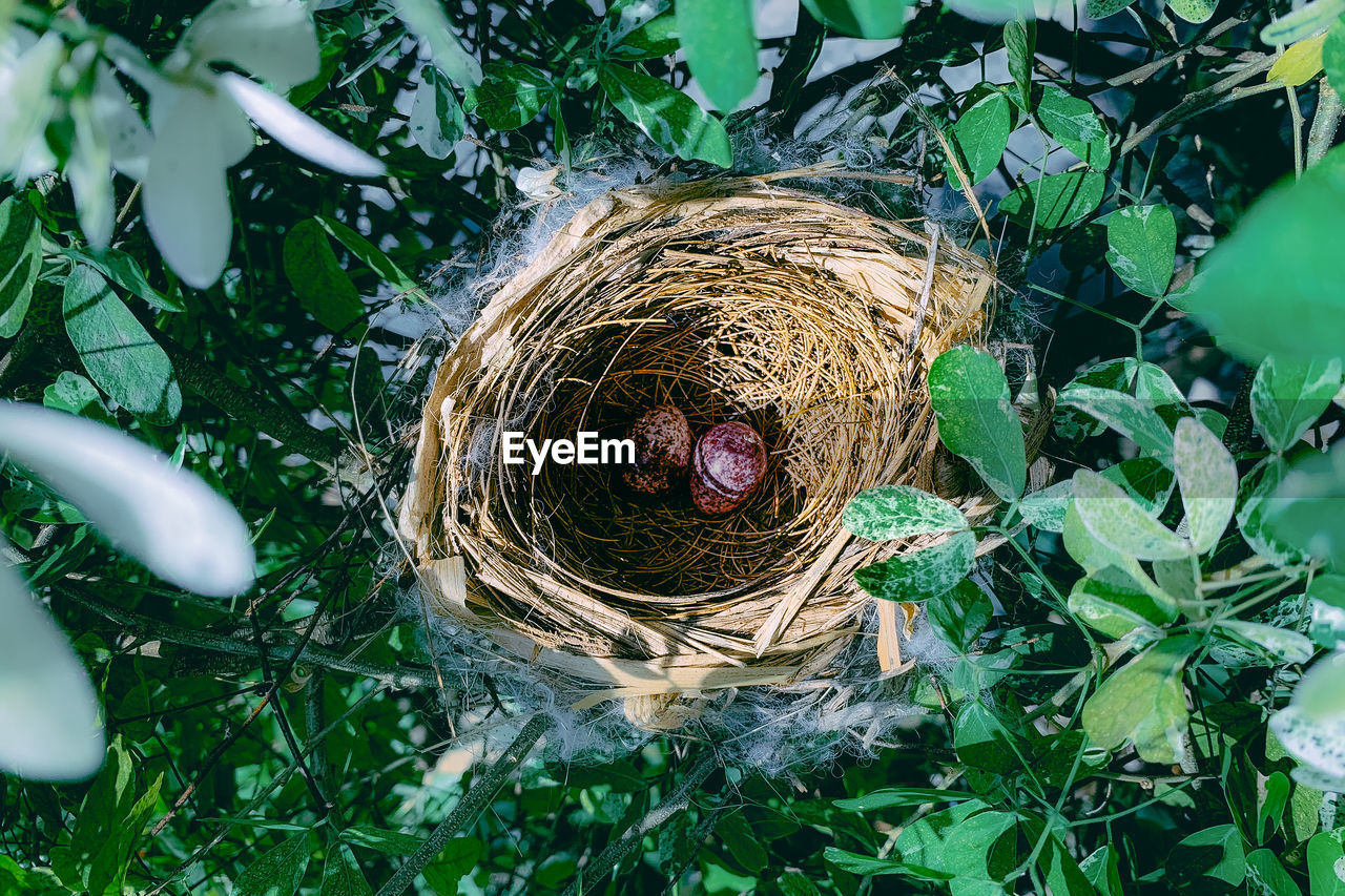 High angle view of eggs in bird nest