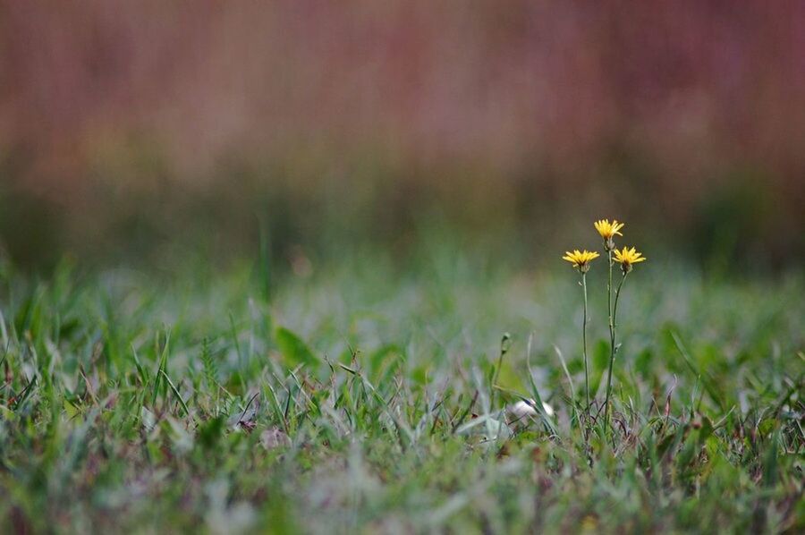 YELLOW FLOWERS GROWING ON FIELD