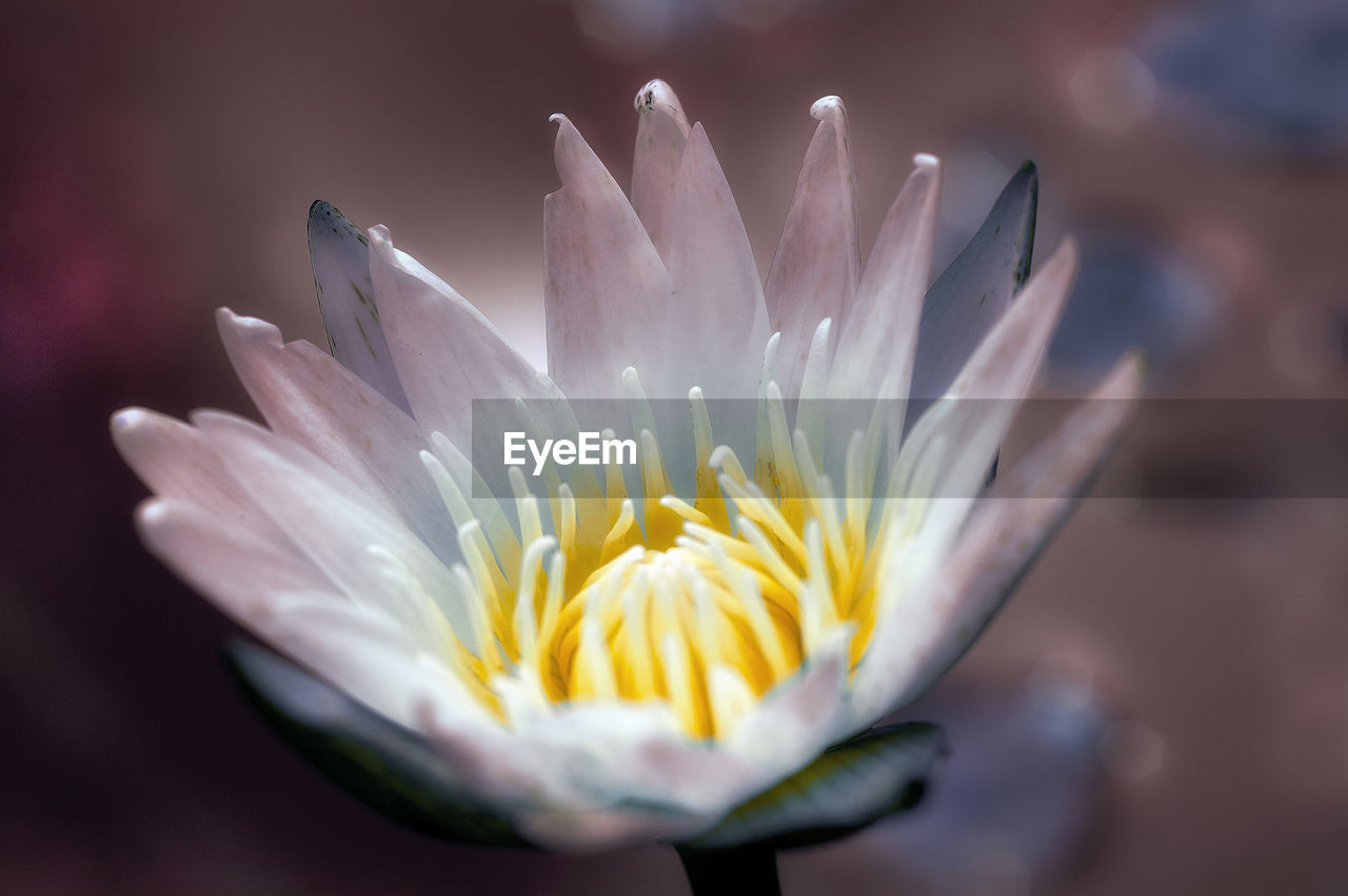 CLOSE-UP OF WHITE FLOWER IN SUNLIGHT