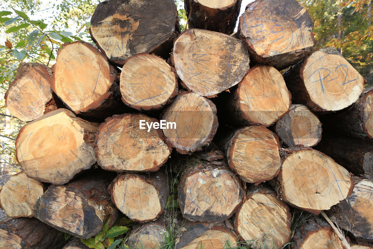 Stack of logs at forest