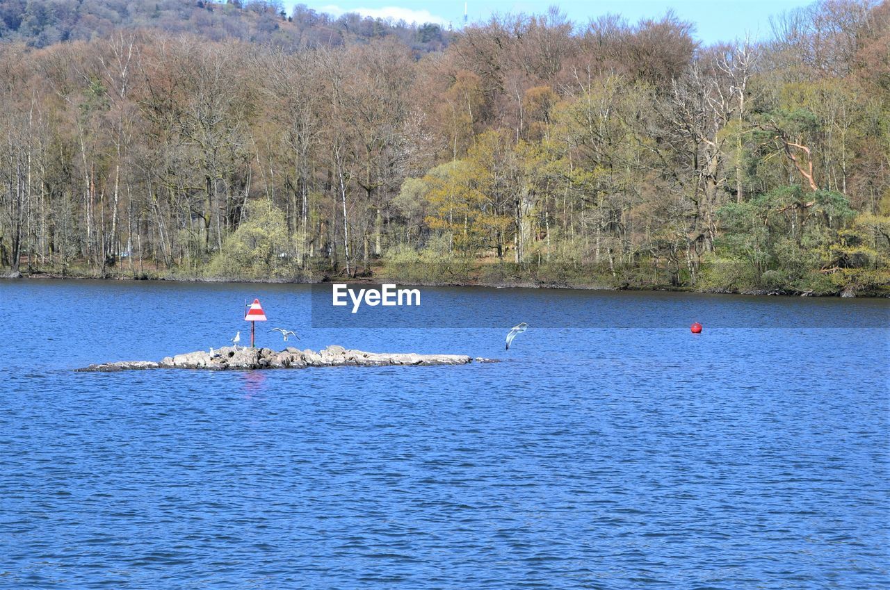 BIRDS SWIMMING IN LAKE