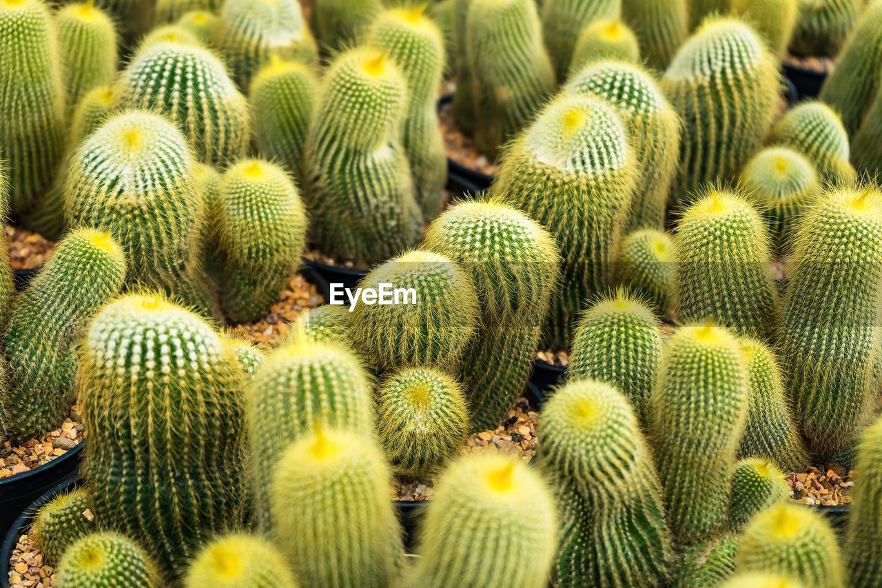 Beautiful cactus in flowerpot with sunlight for background and texture.