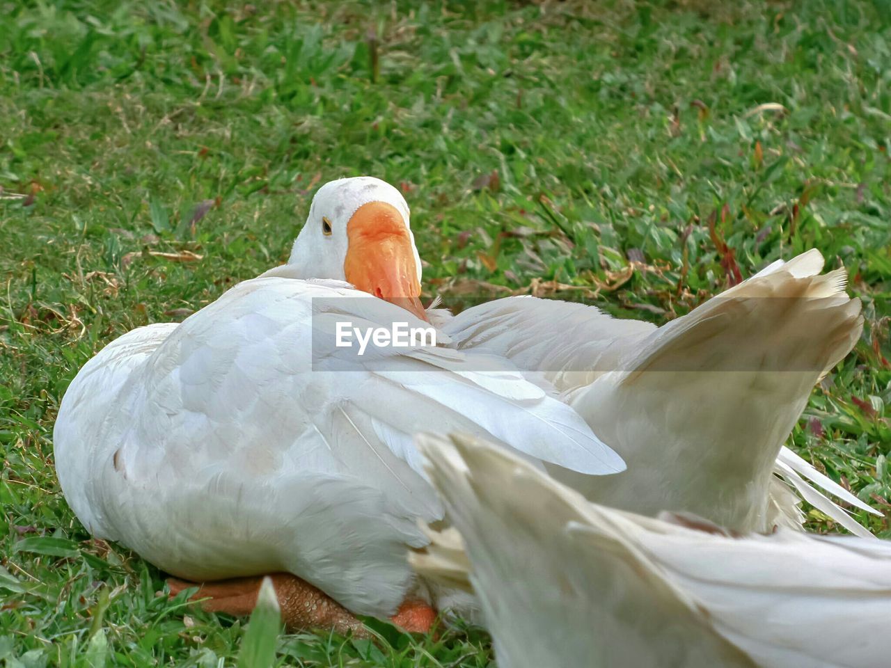 High angle view of goose sitting on grassy field