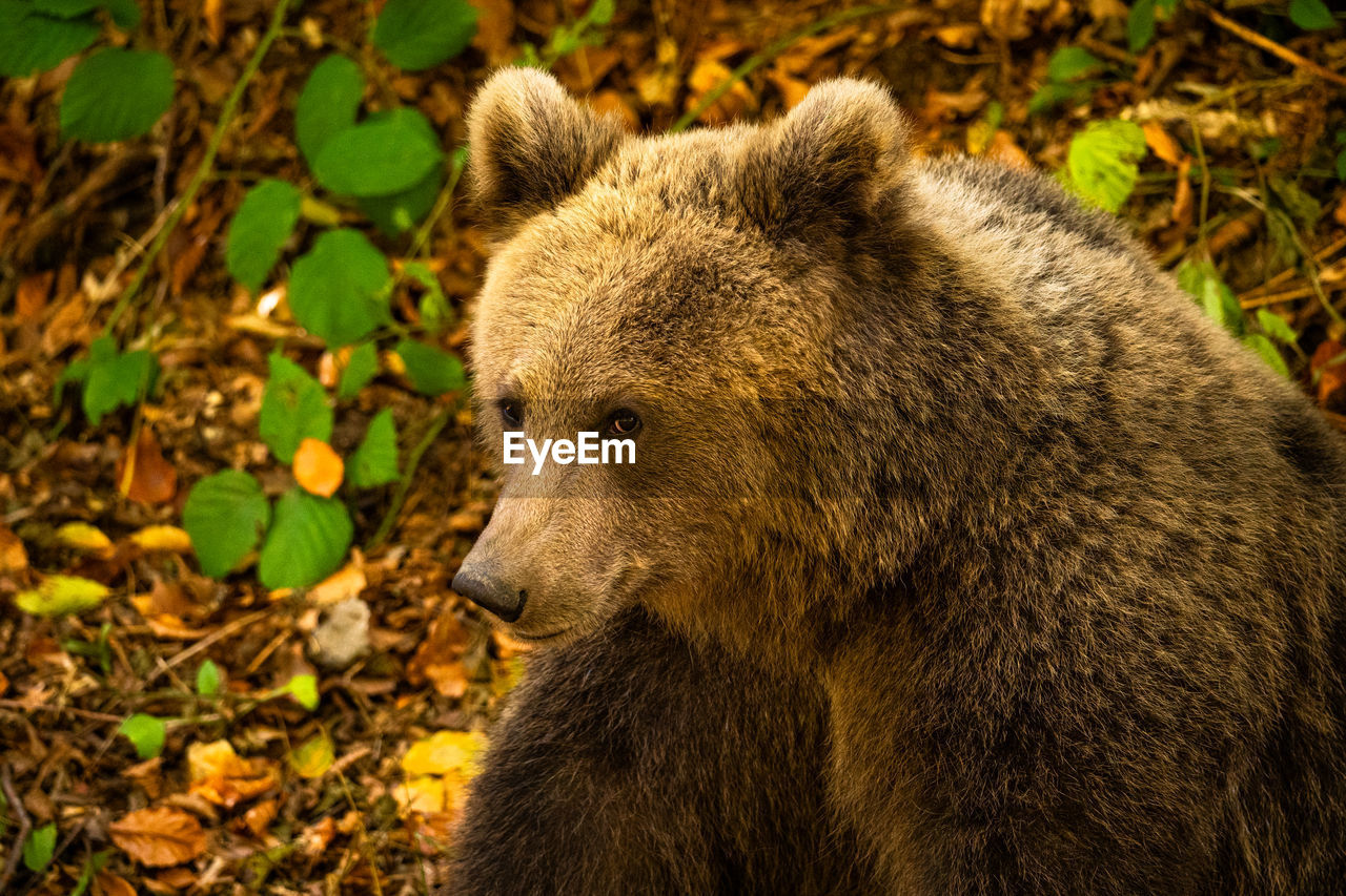 Close-up of a wild bear in the forest